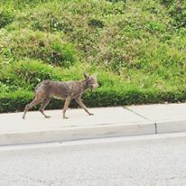 Coyote going for a stroll through the neighbourhood.
