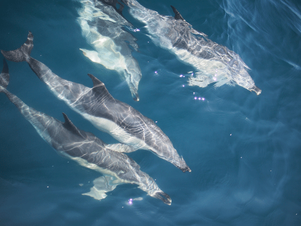 Dolphins-alongside
