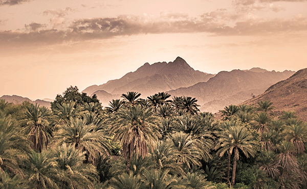 palm mountains
