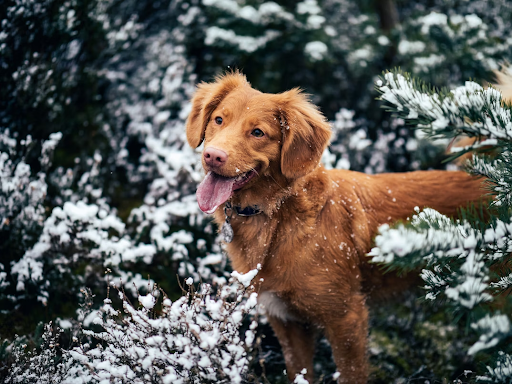 Tips for taking your dog on an outdoor adventure